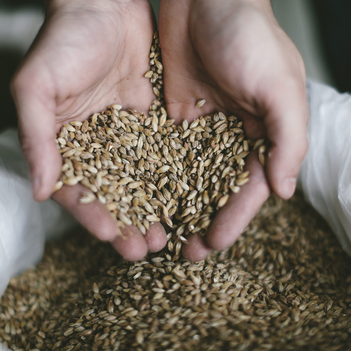 malt